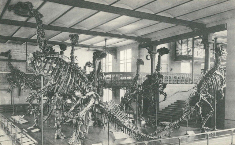 Iguanodons dans un musée AWAP
